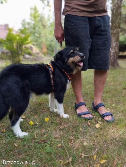 Kacper -  wychowany,  przyjazny terierek szuka domu