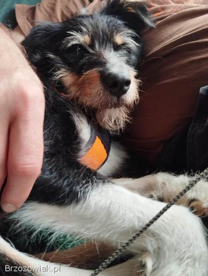 Kacper -  wychowany,  przyjazny terierek szuka domu