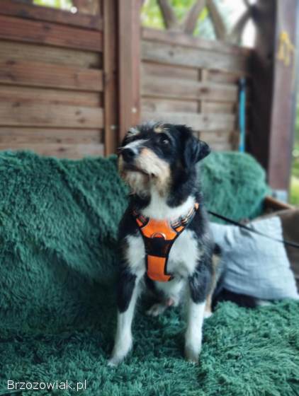 Kacper -  wychowany,  przyjazny terierek szuka domu