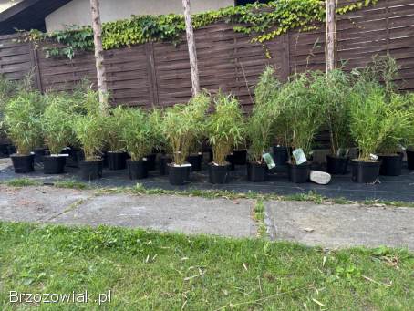 Bambusy mrozoodporne,  nieinwazyjne.  Zimozielone