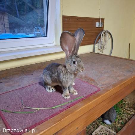 Samce olbrzym belgijski szary