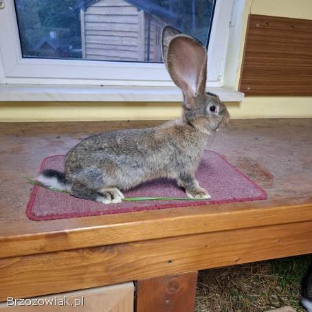 Samce olbrzym belgijski szary