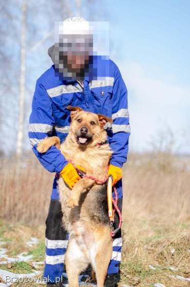 Kufel -  fantastyczny szorściak szuka domu na zawsze!