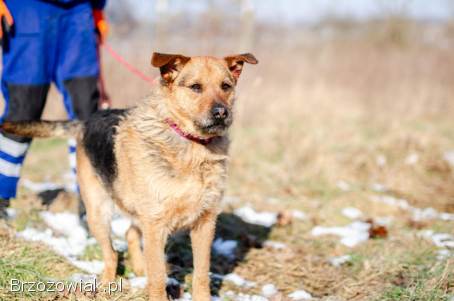 Kufel -  fantastyczny szorściak szuka domu na zawsze!