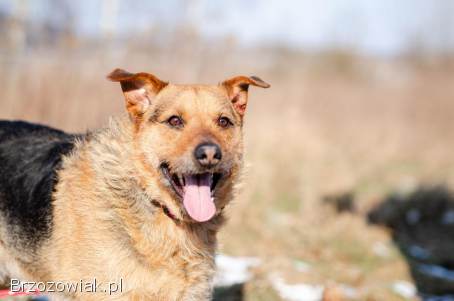 Kufel -  fantastyczny szorściak szuka domu na zawsze!