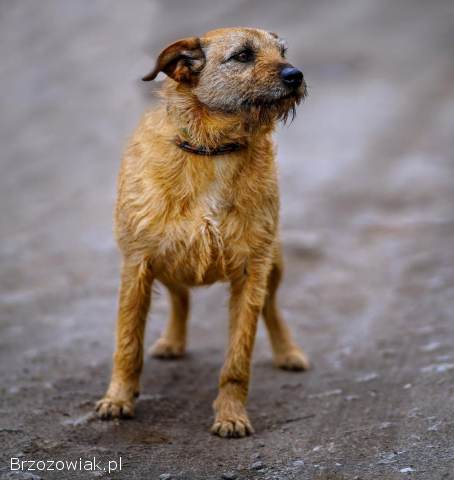 Fuks -  młody,  wesoły,  pełen życia psiak za kratami!