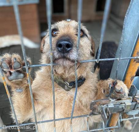 Fuks -  młody,  wesoły,  pełen życia psiak za kratami!