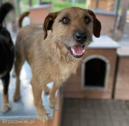 Fuks -  młody,  wesoły,  pełen życia psiak za kratami!