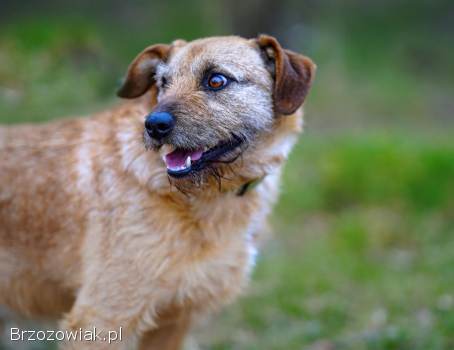 Fuks -  młody,  wesoły,  pełen życia psiak za kratami!
