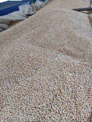 Sprzedam pszenice zbior 2025