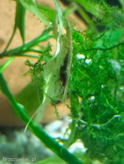 Sprzedam Krewetki Akwariowe