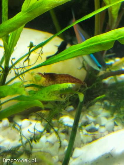 Sprzedam Krewetki Akwariowe