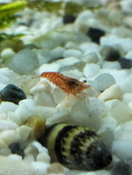 Sprzedam Krewetki Akwariowe