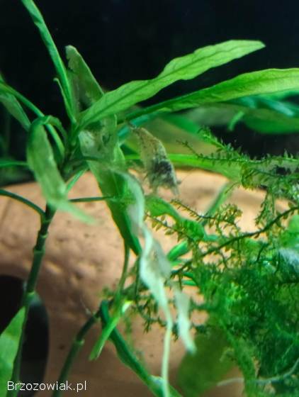 Sprzedam Krewetki Akwariowe