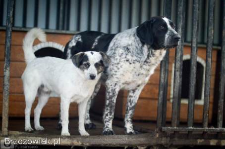 Alvin -  3 tysiące dni w schronisku,  POMOCY!