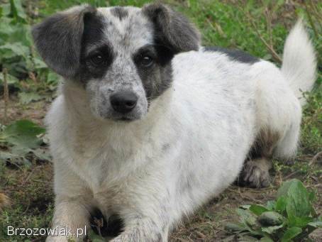 Alvin -  3 tysiące dni w schronisku,  POMOCY!