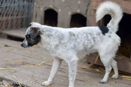 Alvin -  3 tysiące dni w schronisku,  POMOCY!