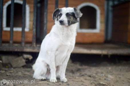 Alvin -  3 tysiące dni w schronisku,  POMOCY!