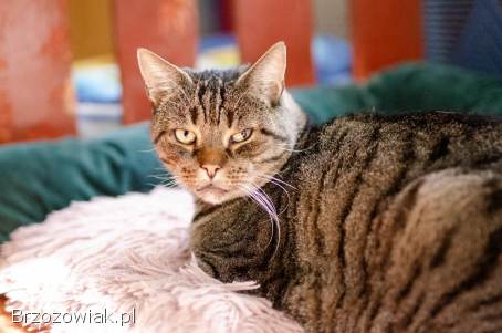 Ramzes -  spokojny bury kociak szuka domu!