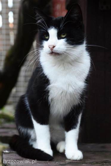 Dany -  wyjątkowy,  łagodny,  czysty kot!