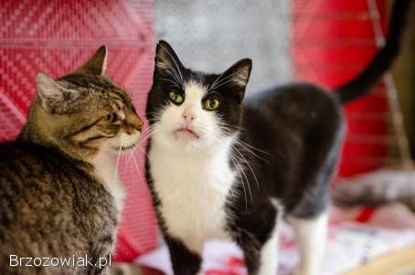 Dany -  wyjątkowy,  łagodny,  czysty kot!