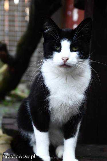 Dany -  wyjątkowy,  łagodny,  czysty kot!