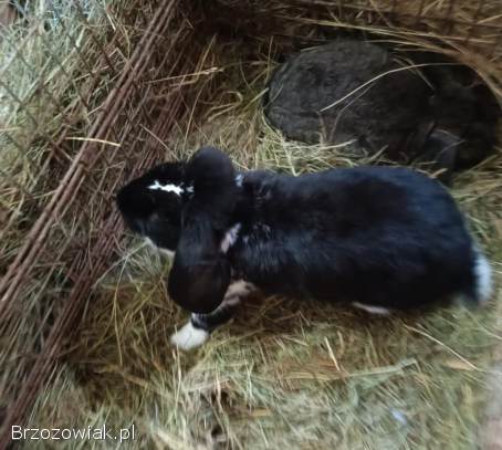 Króliki Baran Francuski