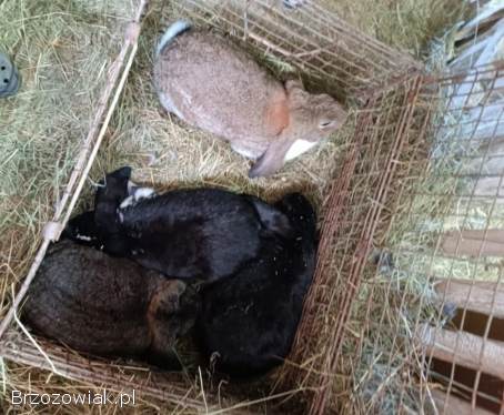 Króliki Baran Francuski