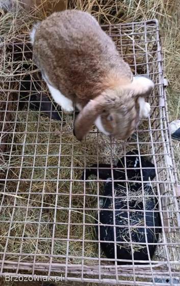 Króliki Baran Francuski