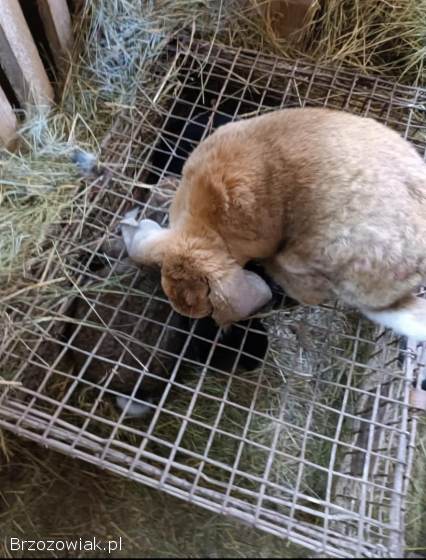 Króliki Baran Francuski