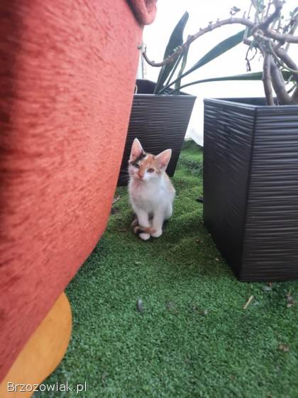 Oddam piękne małe kotki