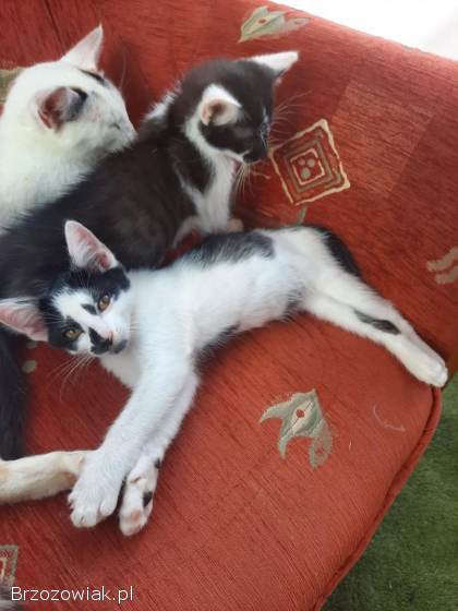 Oddam piękne małe kotki