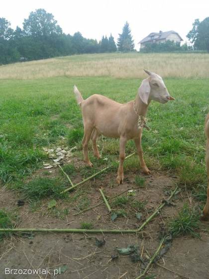Sprzedam kózkę z rogami.  Mieszanka kozy anglonubijskiej i saaneńskiej.