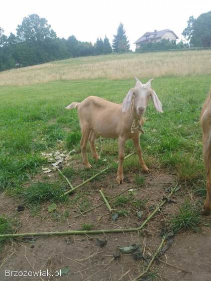 Sprzedam kózkę z rogami.  Mieszanka kozy anglonubijskiej i saaneńskiej.