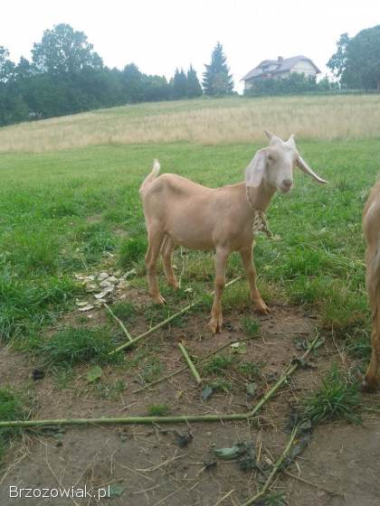 Sprzedam kózkę z rogami.  Mieszanka kozy anglonubijskiej i saaneńskiej.