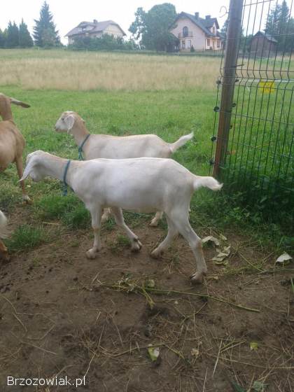 Koza bez rogów z marca 2025 roku po bardzo mlecznej linii saaneńskiej