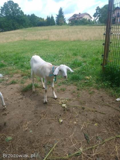 Koza bez rogów z marca 2025 roku po bardzo mlecznej linii saaneńskiej