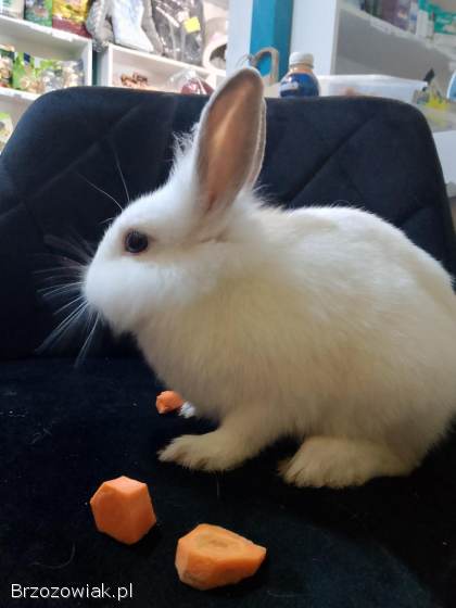 Królik mini