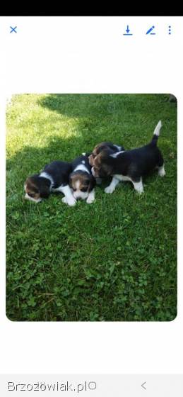 Szczeniaki Beagla