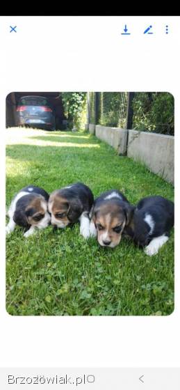 Szczeniaki Beagla
