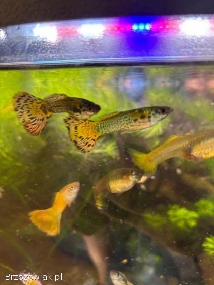 Rybki akwariowe gupiki