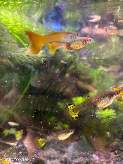 Rybki akwariowe gupiki