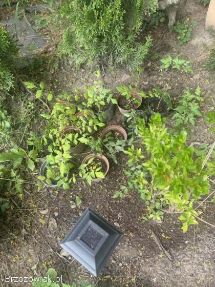 Sadzonki mydleniec wiechowaty