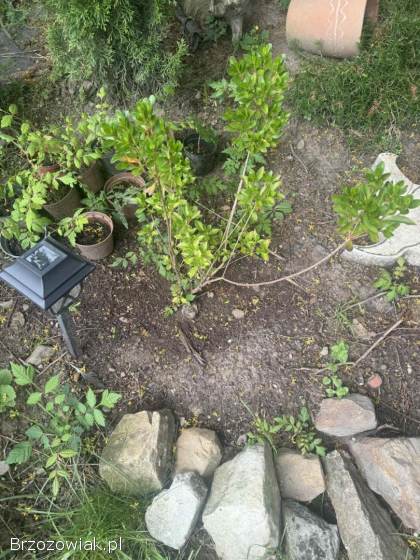 Sadzonki mydleniec wiechowaty