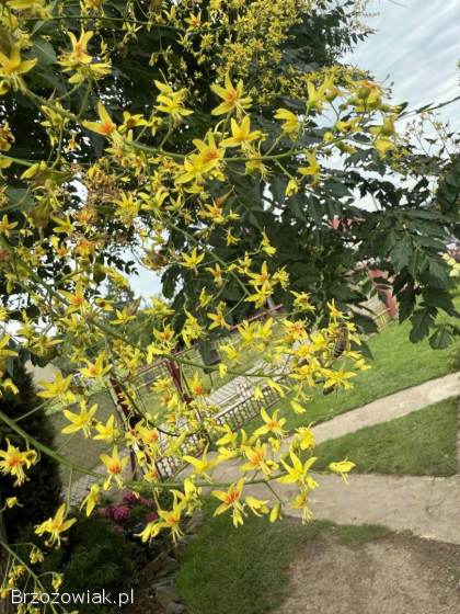 Sadzonki mydleniec wiechowaty