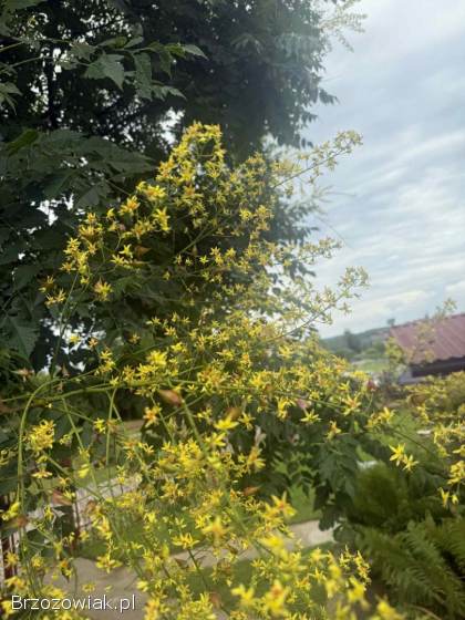 Sadzonki mydleniec wiechowaty