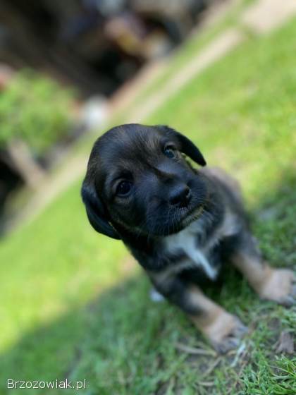 Oddam pieska w dobre ręce