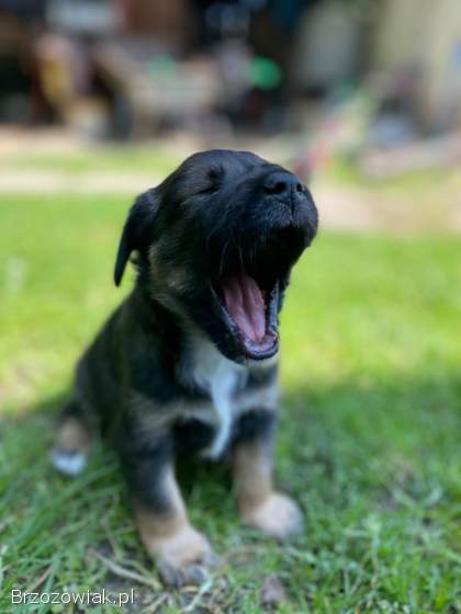 Oddam pieska w dobre ręce