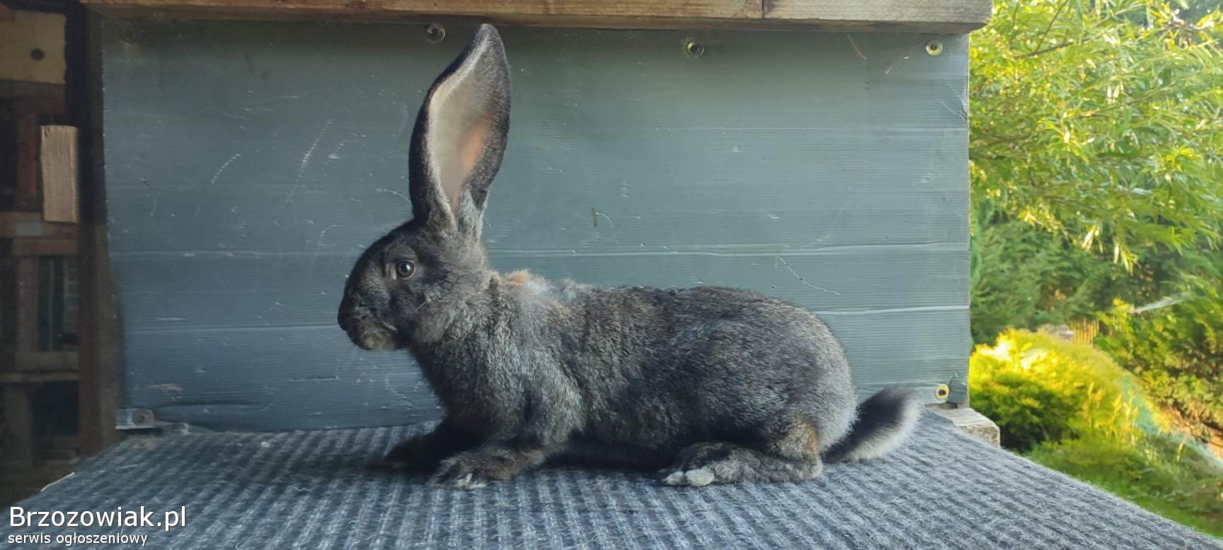 Sprzedam króliki Belg olbrzym