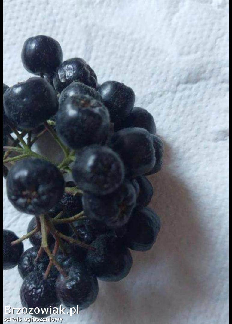 Aronia owoce